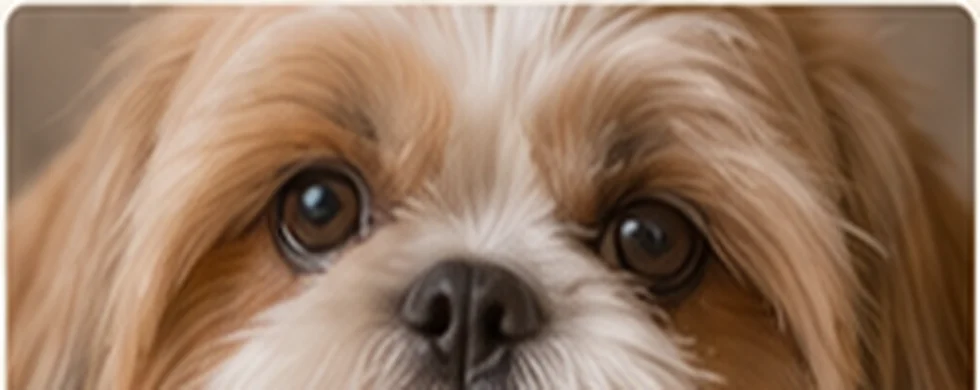 Shih Tzu — Pielęgnacja oczu i uszu