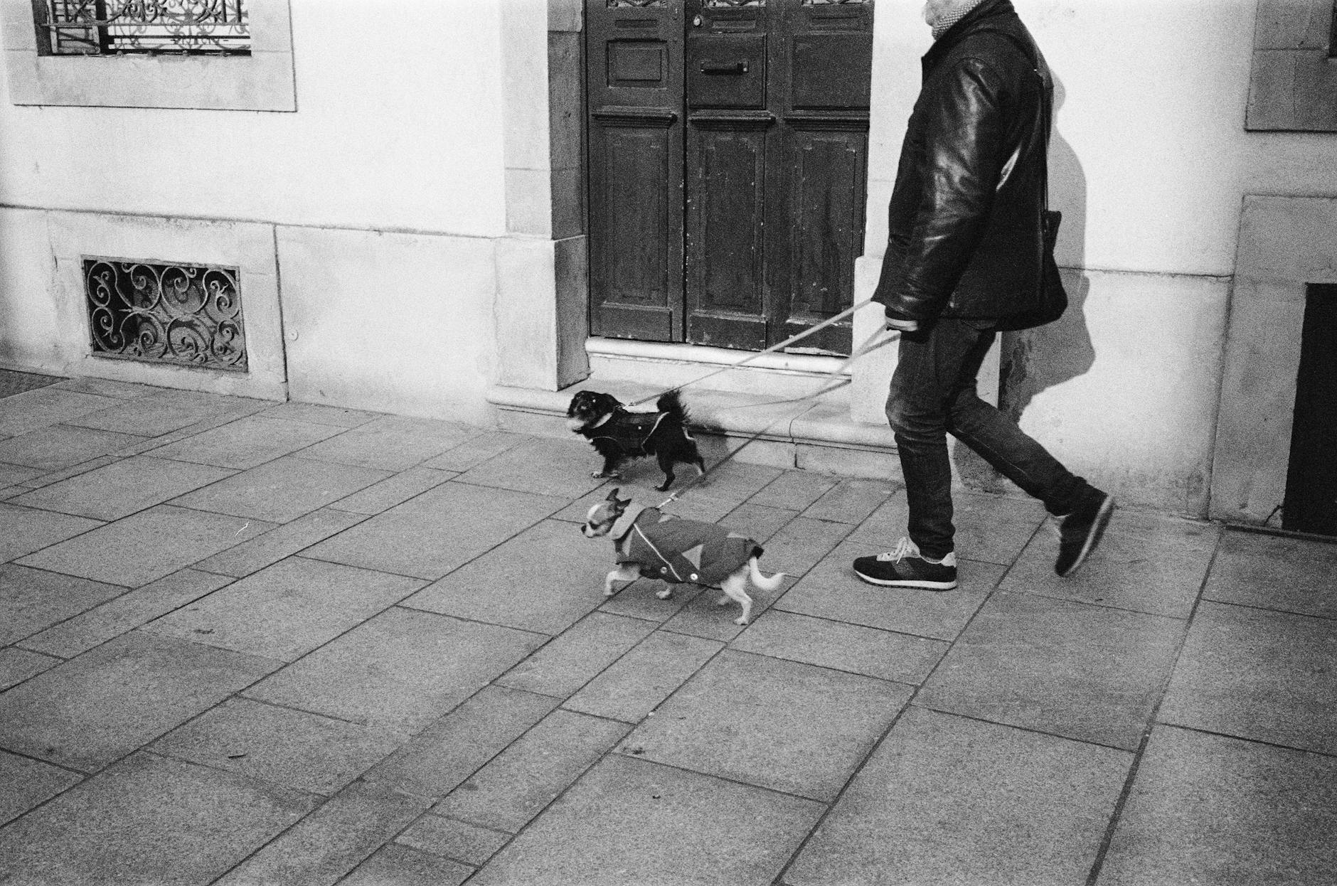 Jak opanować terytorialne szczekanie Shih Tzu na domofon, drzwi i odgłosy na klatce Mężczyzna spaceruje z dwoma psami po francuskim chodniku