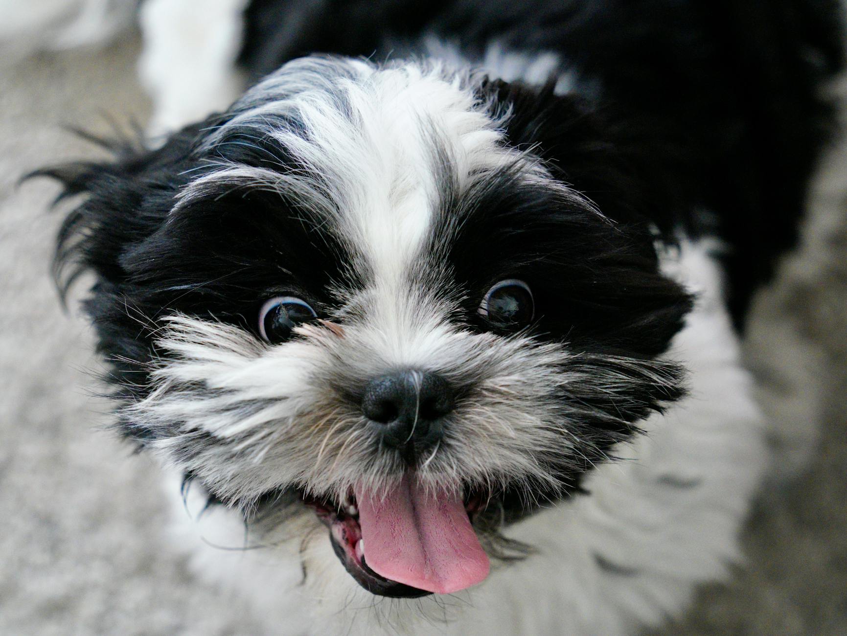 Szczeniak shih tzu z wysuniętym językiem siedzi w domu