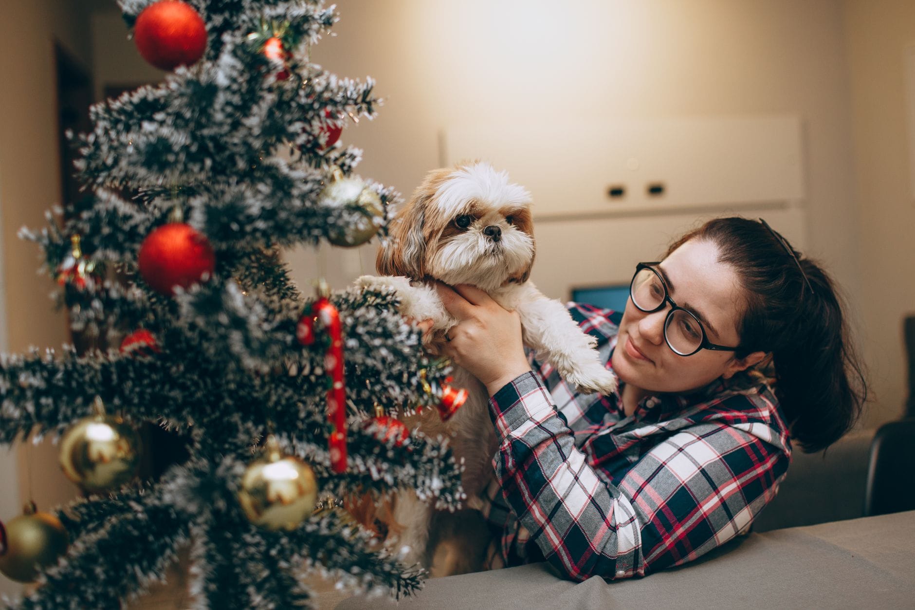 Kobieta trzyma shih tzu przy choince podczas świątecznego wieczoru