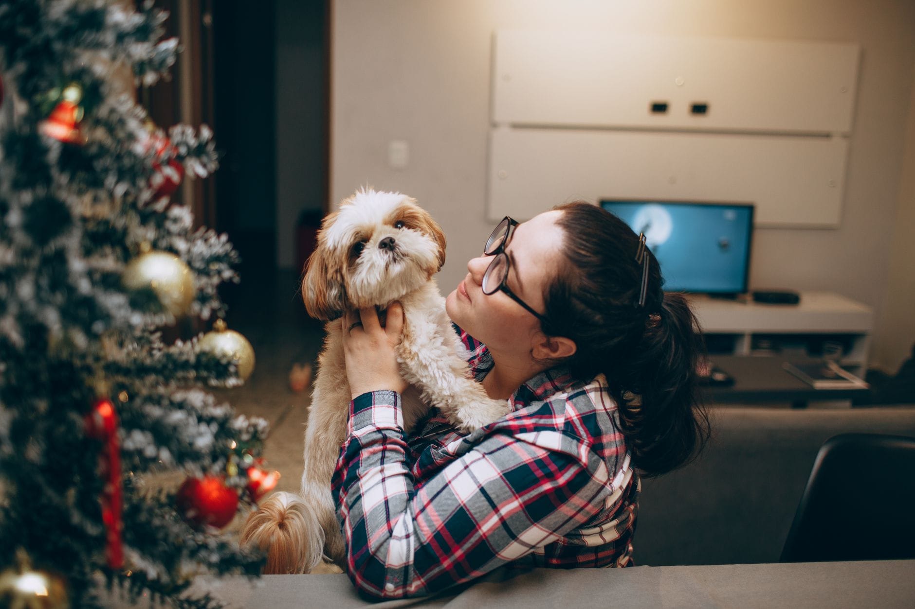 Kliker a Shih Tzu: jak wykorzystać trening pozytywny w domowych warunkach Kobieta trzyma shih tzu w salonie przy choince podczas świąt