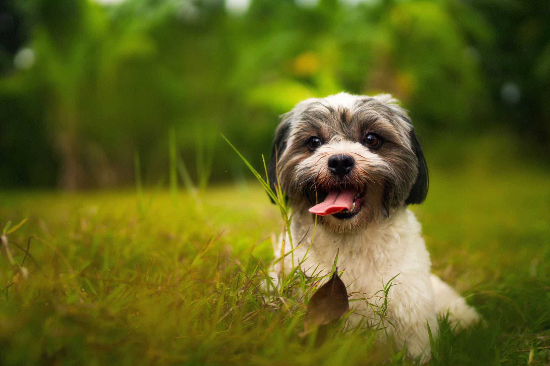 Szczeniak shih tzu z wysuniętym językiem leży na zielonej trawie