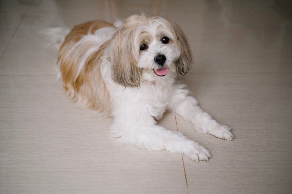 Shih Tzu leżący na podłodze w domu i patrzący w obiektyw