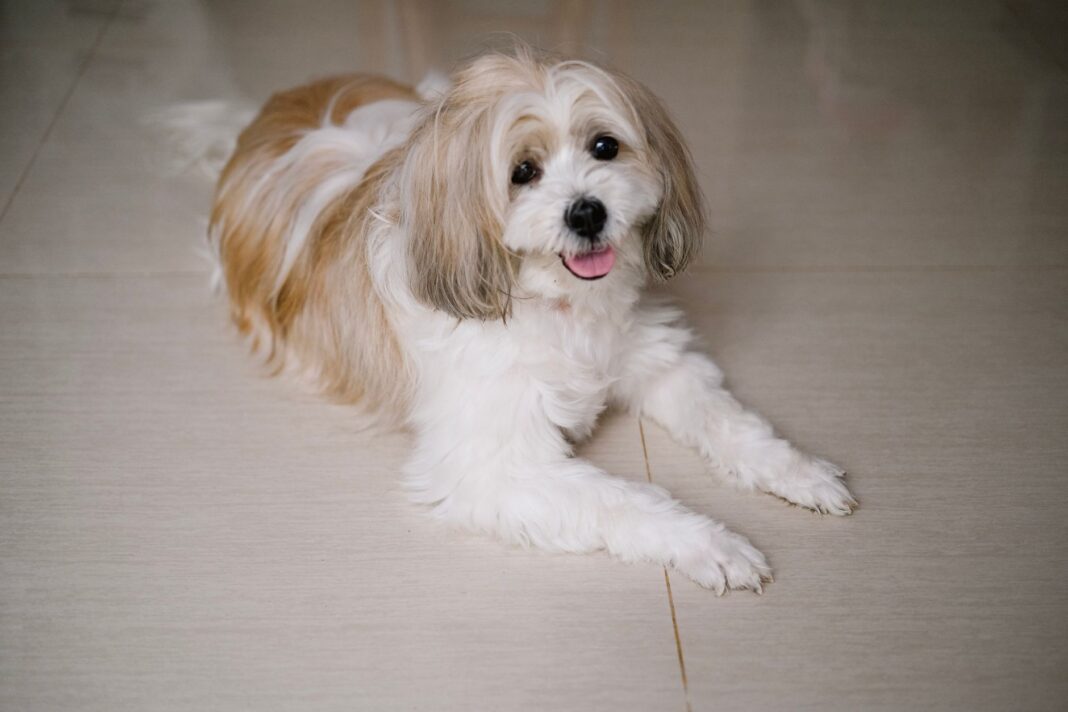 Shih tzu leżący na podłodze w domu i patrzący w obiektyw Shih tzu leżący na podłodze w domu i patrzący w obiektyw