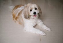 Shih tzu sam w domu na 8 godzin: jak zapobiec nudzie i lękowi separacyjnemu Shih tzu leżący na podłodze w domu i patrzący w obiektyw