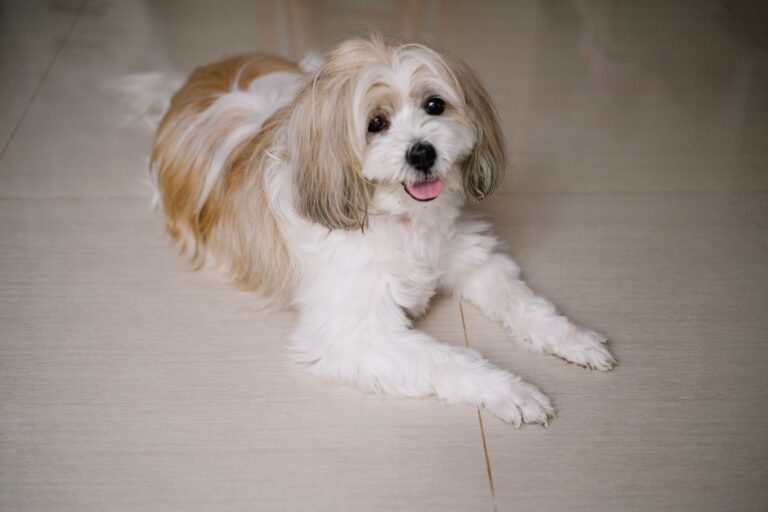 Shih tzu leżący na podłodze w domu i patrzący w obiektyw