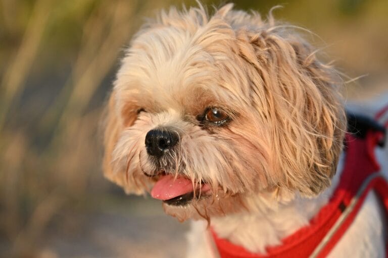 Shih tzu w czerwonych szelkach podczas letniego spaceru na świeżym powietrzu
