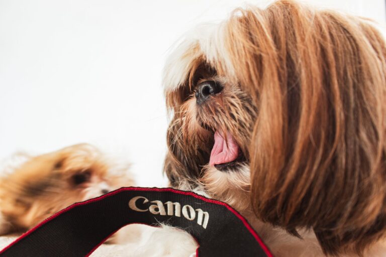 Shih Tzu z długą sierścią wyglądający zza paska aparatu