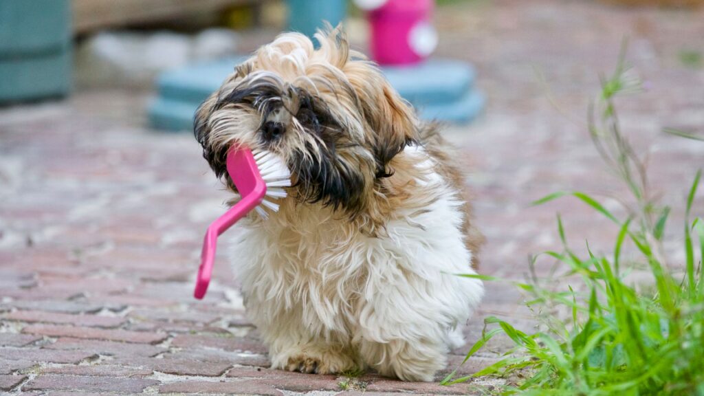 Szczeniak shih tzu bawiący się szczotką w słoneczny dzień
