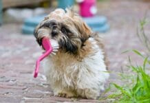 Jak często czesać shih tzu? Harmonogram pielęgnacji dla krótkiej i długiej sierści Szczeniak shih tzu bawiący się szczotką w słoneczny dzień