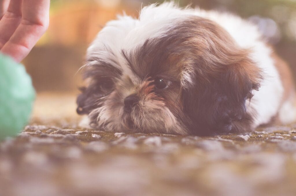 Szczeniak shih tzu leżący na trawie podczas zabawy