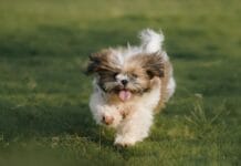Alergia pokarmowa u shih tzu: objawy, dieta eliminacyjna i bezpieczne karmy hipoalergiczne Szczeniak shih tzu radośnie biegnący po zielonej trawie na słońcu
