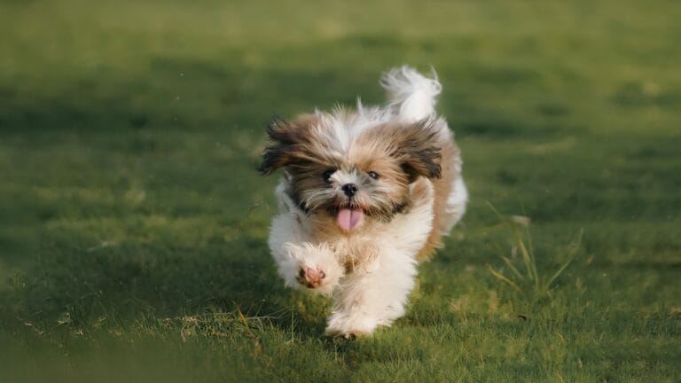 Szczeniak shih tzu radośnie biegnący po zielonej trawie na słońcu